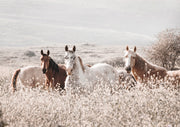 Horses In Wildflower Field