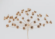 Dried Seed Head