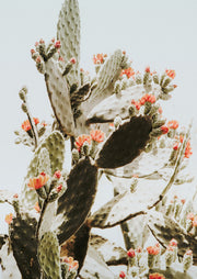 Cactus Blossoms In Warm Light