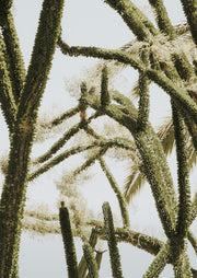 Green Cactus Silhouette