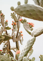 Blooming Prickly Pear