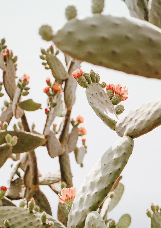 Blooming Prickly Pear