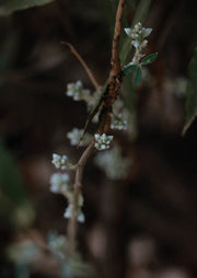 Budding Branch Detail