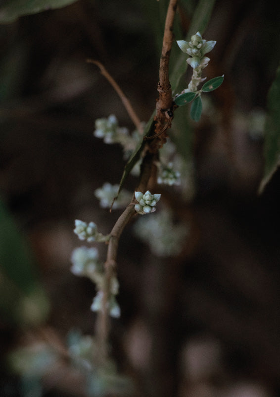 Budding Branch Detail