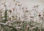Meadow Wildflowers