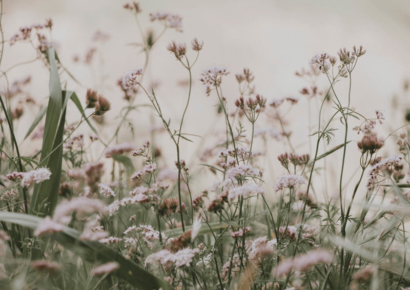 Meadow Wildflowers