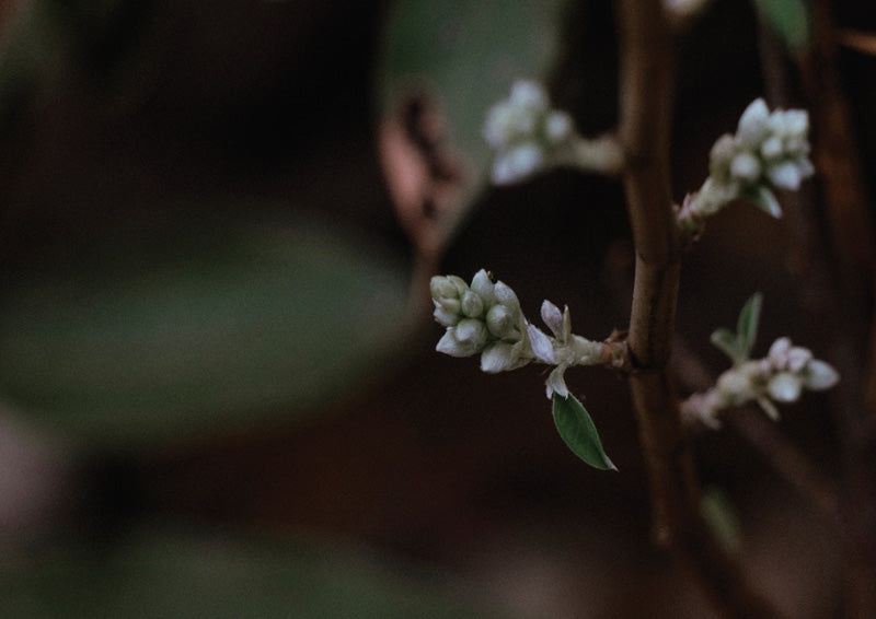 Blossom In The Dark