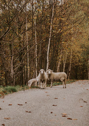Sheep On The Woodland Road