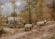 Sheep By The Cottage