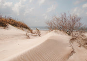 Coastal Sand Dune