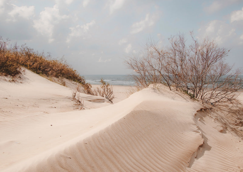 Coastal Sand Dune