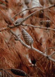 Pine Cone And Needles