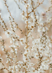 White Blossom Sprigs
