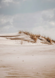 Windswept Dune Grass
