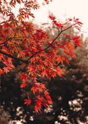 Japanese Maple Glow