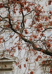 Bare Branches On Facade