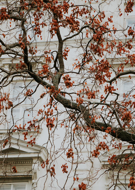 Bare Branches On Facade