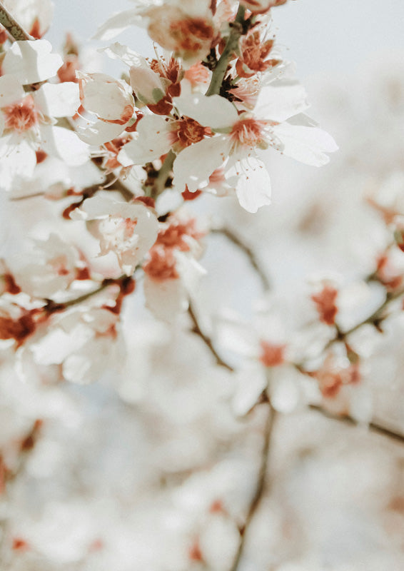 Blossom Cluster In Bloom
