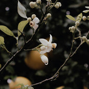 Orange Blossom And Fruit