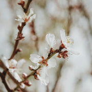 Prunus Dulcis 13