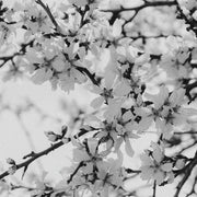 Prunus Dulcis 24