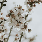 Prunus Dulcis 25
