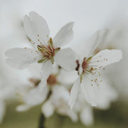 Prunus Dulcis 5