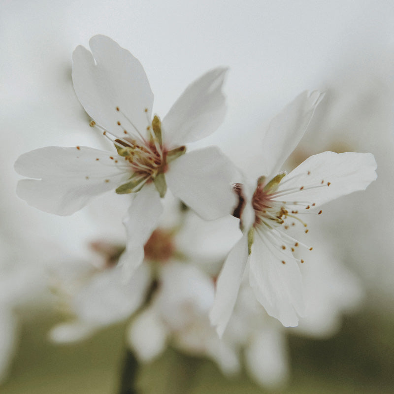Prunus Dulcis 5