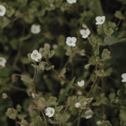 Veronica Cymbalaria 3