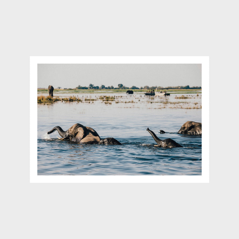 Elephant Swim 1 Art Print