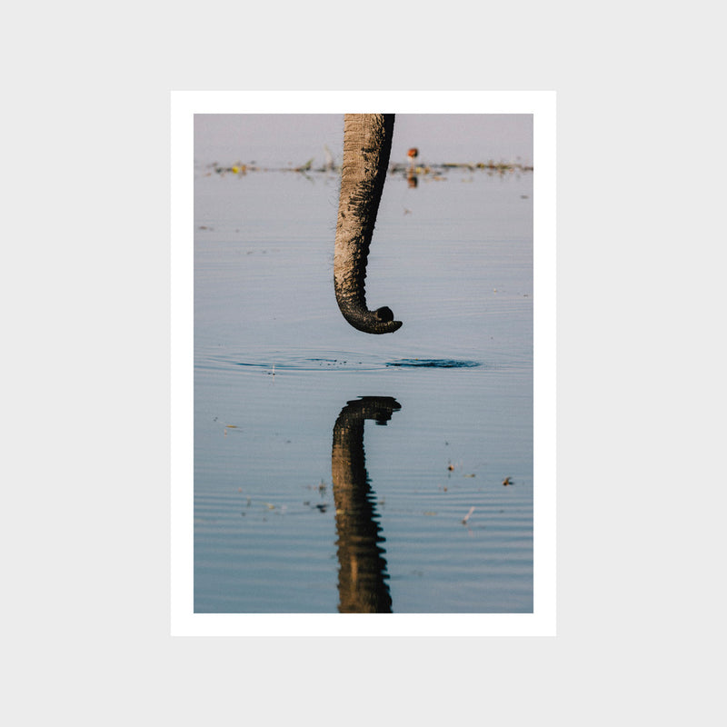 Elephant Swim 3 Art Print