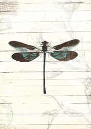 Dragonfly Look 2