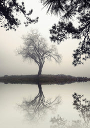 Winter Willow