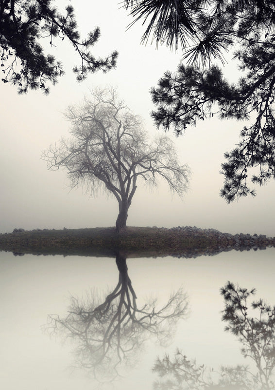 Winter Willow
