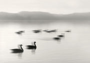 Geese On Melton Lake