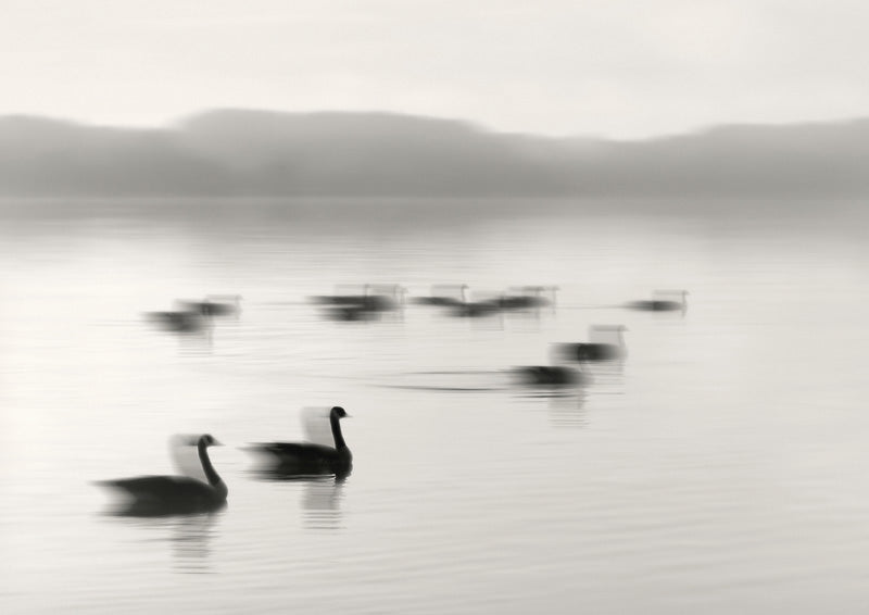 Geese On Melton Lake