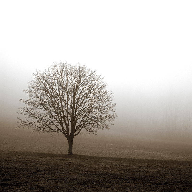 Tree In Mist 1