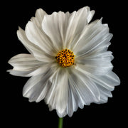 Daisy White 1
