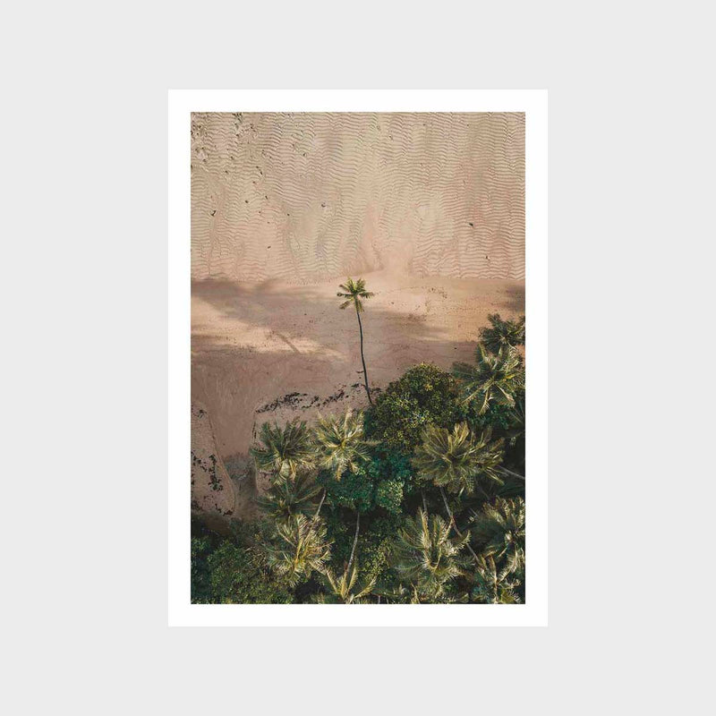 Morning Palms Art Print