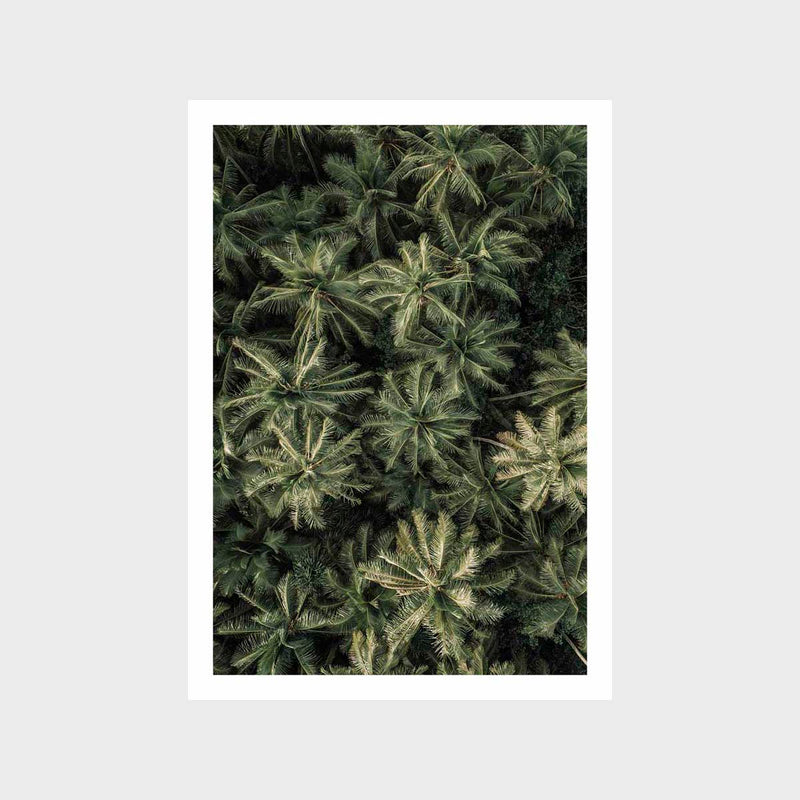 Top Down Palm Art Print