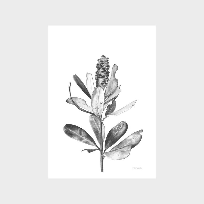 Ballerina Banksia Art Print