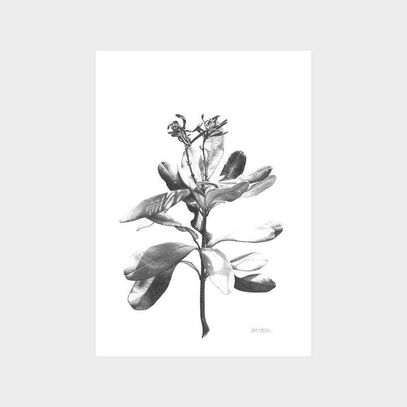 Banksia Dance Art Print