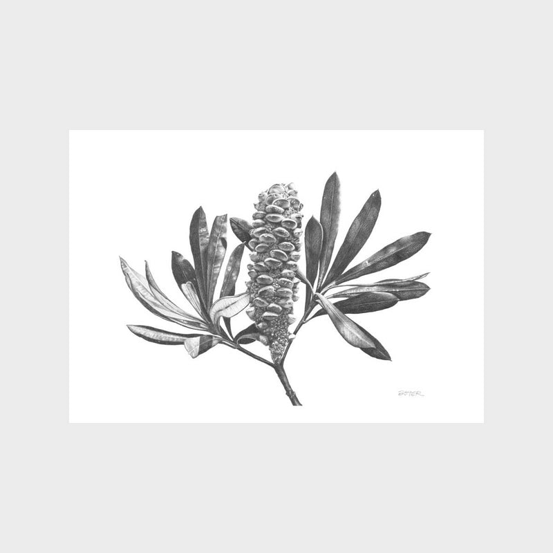 Banksia Fruit Art Print