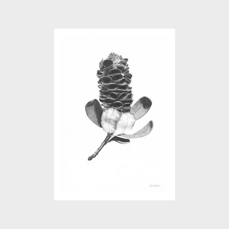 Banksia Pod Art Print