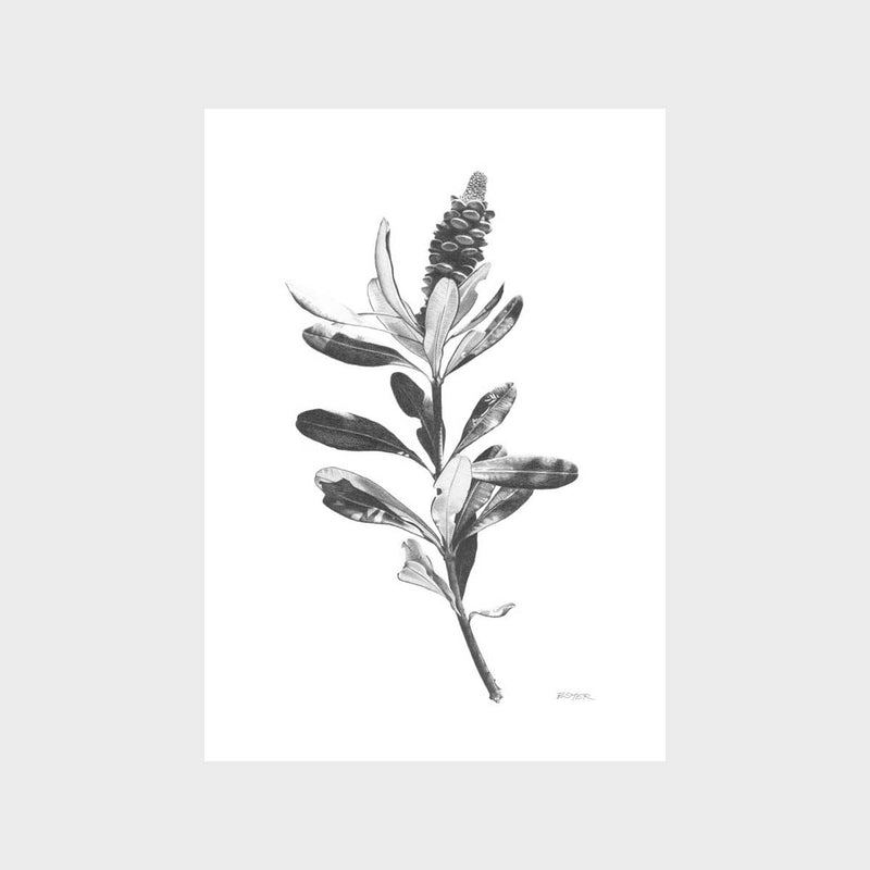 Coastal Banksia Art Print