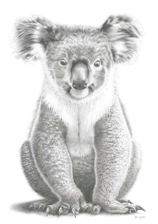 Koala Canvas Wall Art