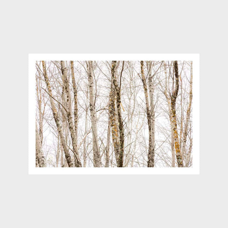 Poplars Art Print