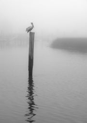 On Pelican Marsh