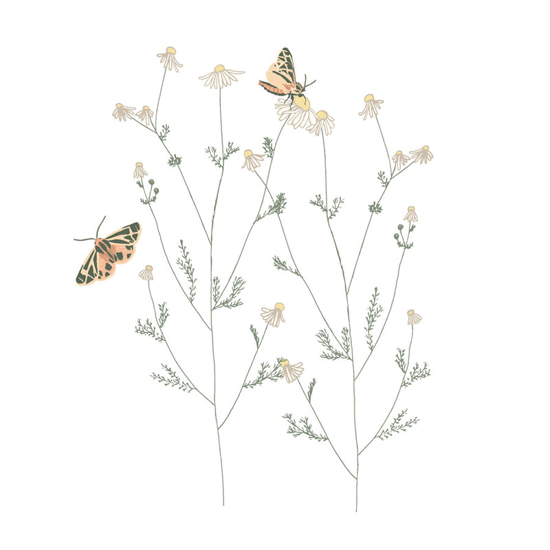 Chamomile and Tiger Moths Canvas Wall Art