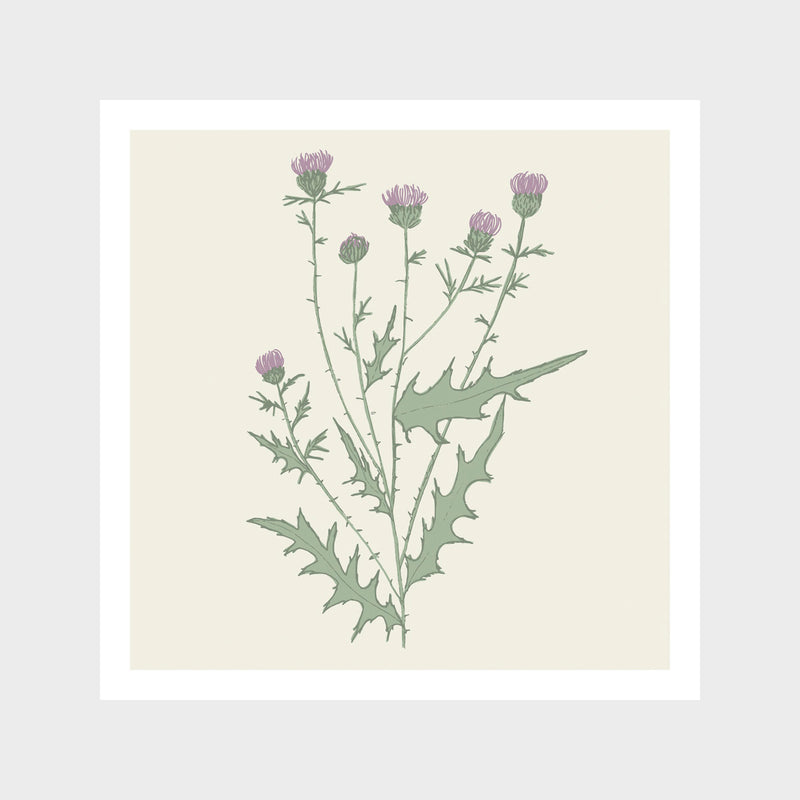 Purple Bull Thistle Art Print